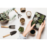 Gardening,-,Set,Of,Tools,For,Gardener,And,Succulents,Seedlings